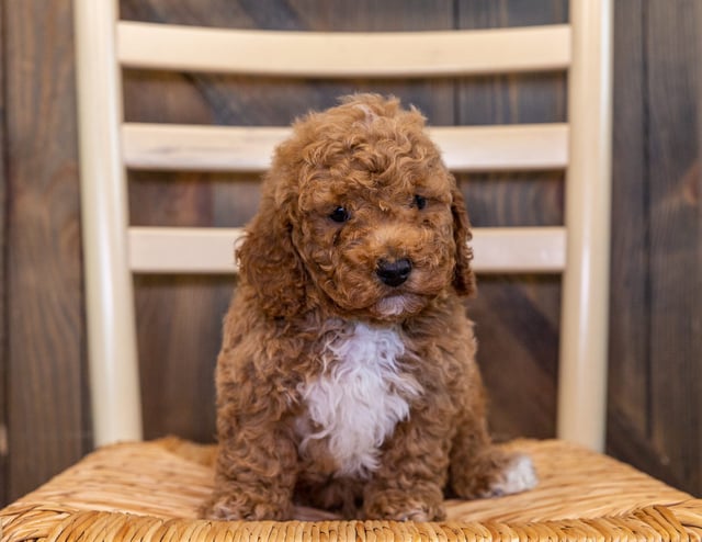 Zach is an F1B Goldendoodle that should have  and is currently living in Minnesota