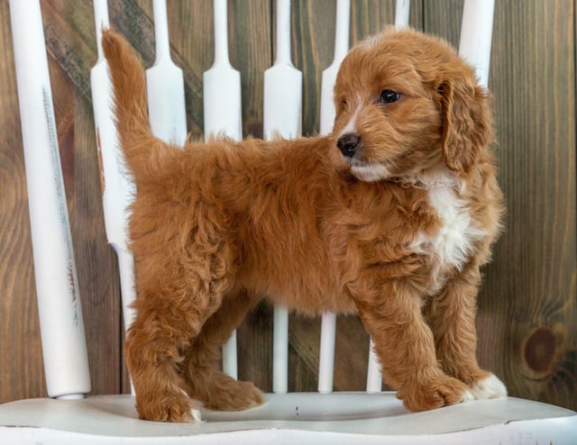 Kay is an F1 Goldendoodle that should have  and is currently living in Massachusetts 