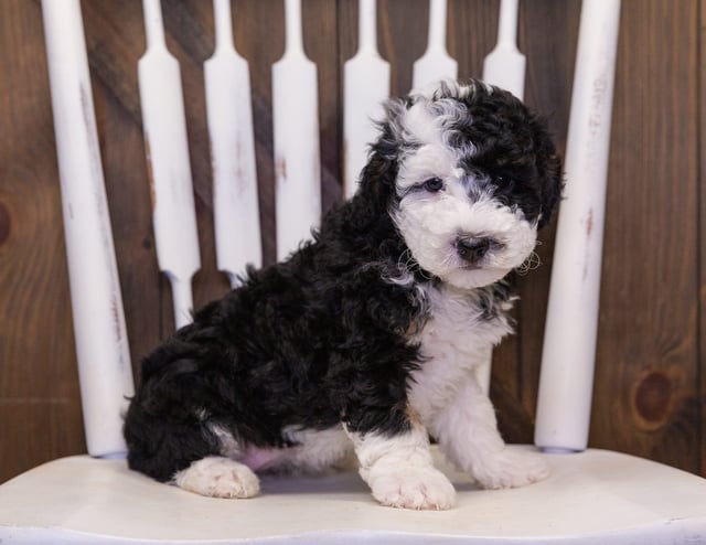 A picture of a Coco, one of our Petite Sheepadoodles puppies that went to their home in California