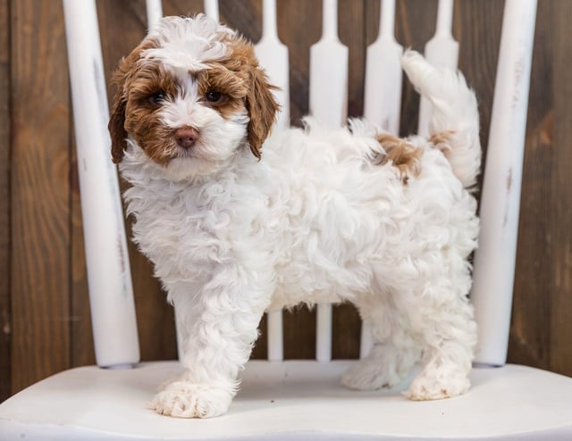 Betty is an F1B Goldendoodle that should have  and is currently living in Virginia