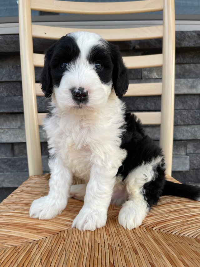 Sheepadoodles bred in in Iowa by Poodles 2 Doodles