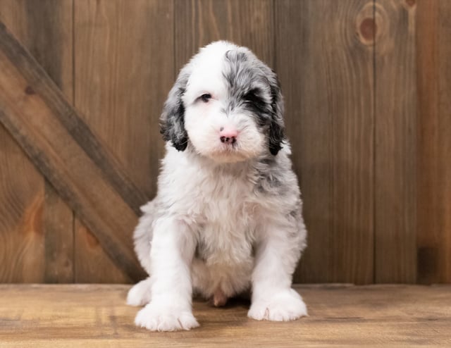 Ziggy came from Ziggy and Merlin's litter of F1 Sheepadoodles