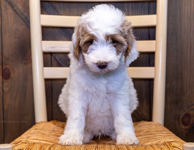 Waylon came from Zara and Reggie's litter of F1BB Goldendoodles