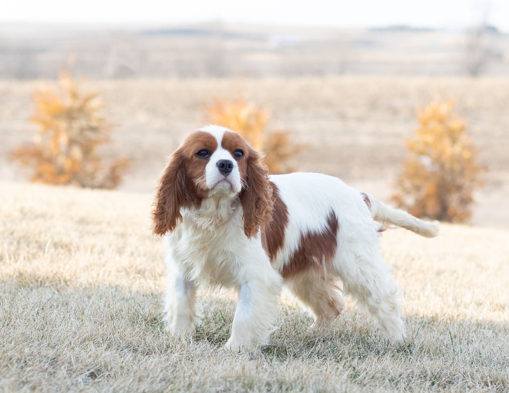 A picture of one of our King Charles Cavalier mother's, Daisy.