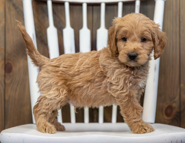 Barkley is an F1 Goldendoodle for sale in Iowa.