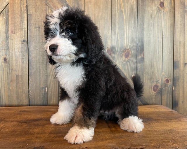 Xaver came from Delilah and Bentley's litter of F1 Bernedoodles