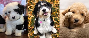 What should I expect getting a Bernedoodle puppy? First-time puppy owner tips!