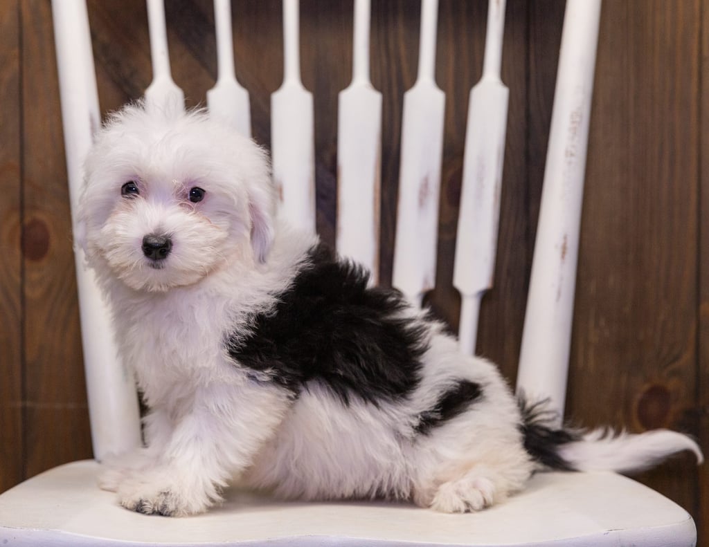 Lovey is an F1 Sheepadoodle that should have  and is currently living in Illinois