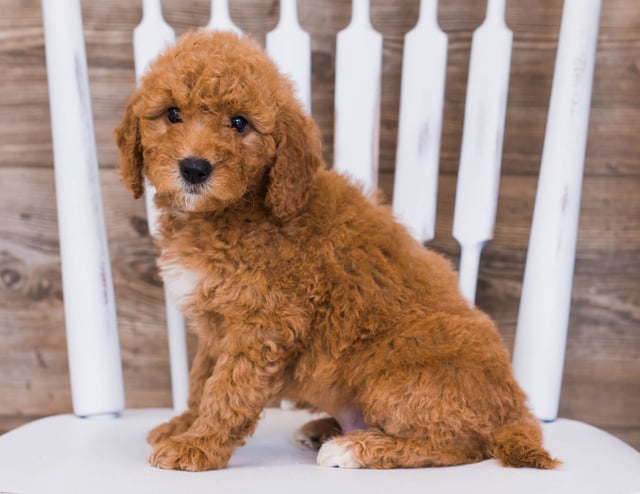 A picture of a Reveka, one of our Mini Goldendoodles puppies that went to their home in Illinois