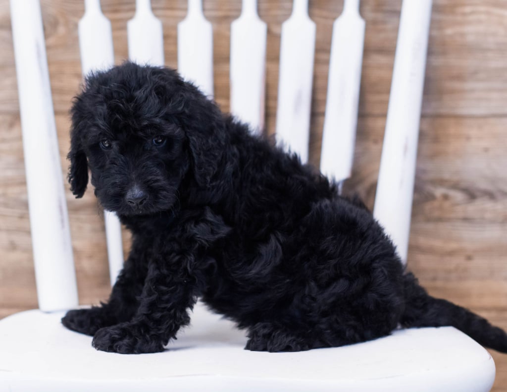 Alan came from Maci and Merlin's litter of F1B Goldendoodles