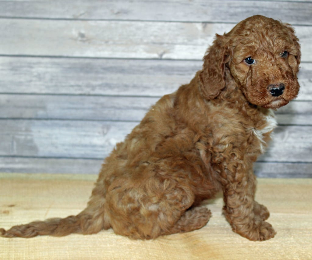 Yoshi came from Scarlett and Murphy's litter of F2B Irish Goldendoodles