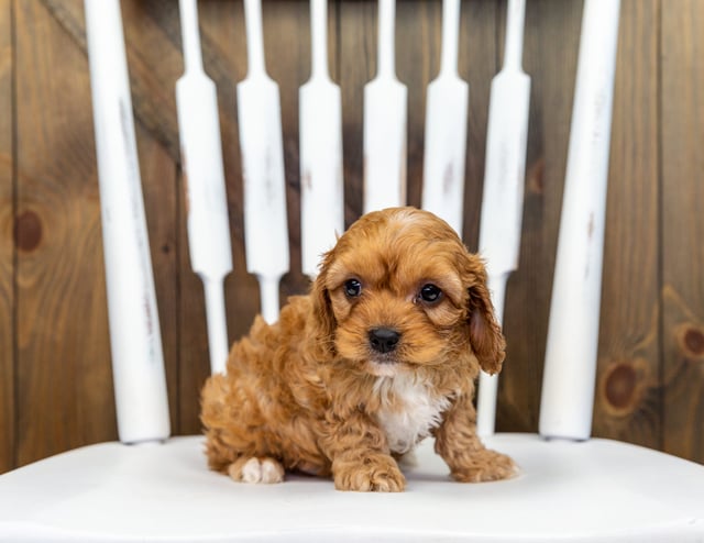 Xarco is an F1 Cavapoo that should have  and is currently living in Minnesota