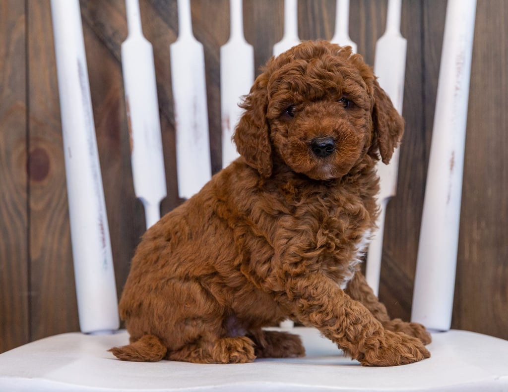 A picture of a Deisel, one of our  Goldendoodles puppies that went to their home in Nebraska