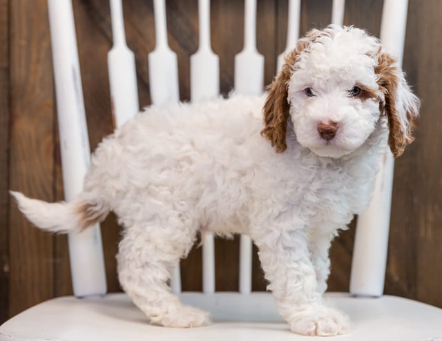 A picture of a Brody, one of our Mini Goldendoodles puppies that went to their home in Kentucky