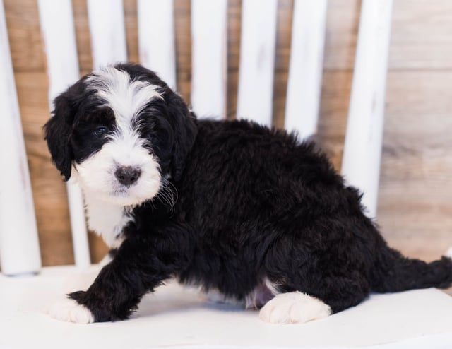 Zole came from Willow and Grimm's litter of F1 Bernedoodles