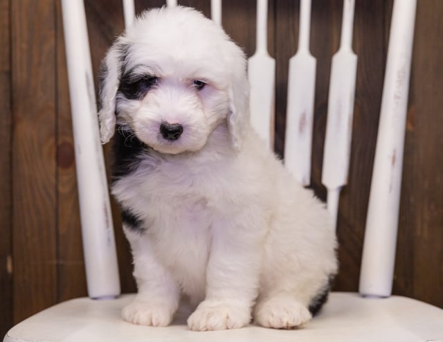 Nani is an F1 Sheepadoodle that should have  and is currently living in Georgia