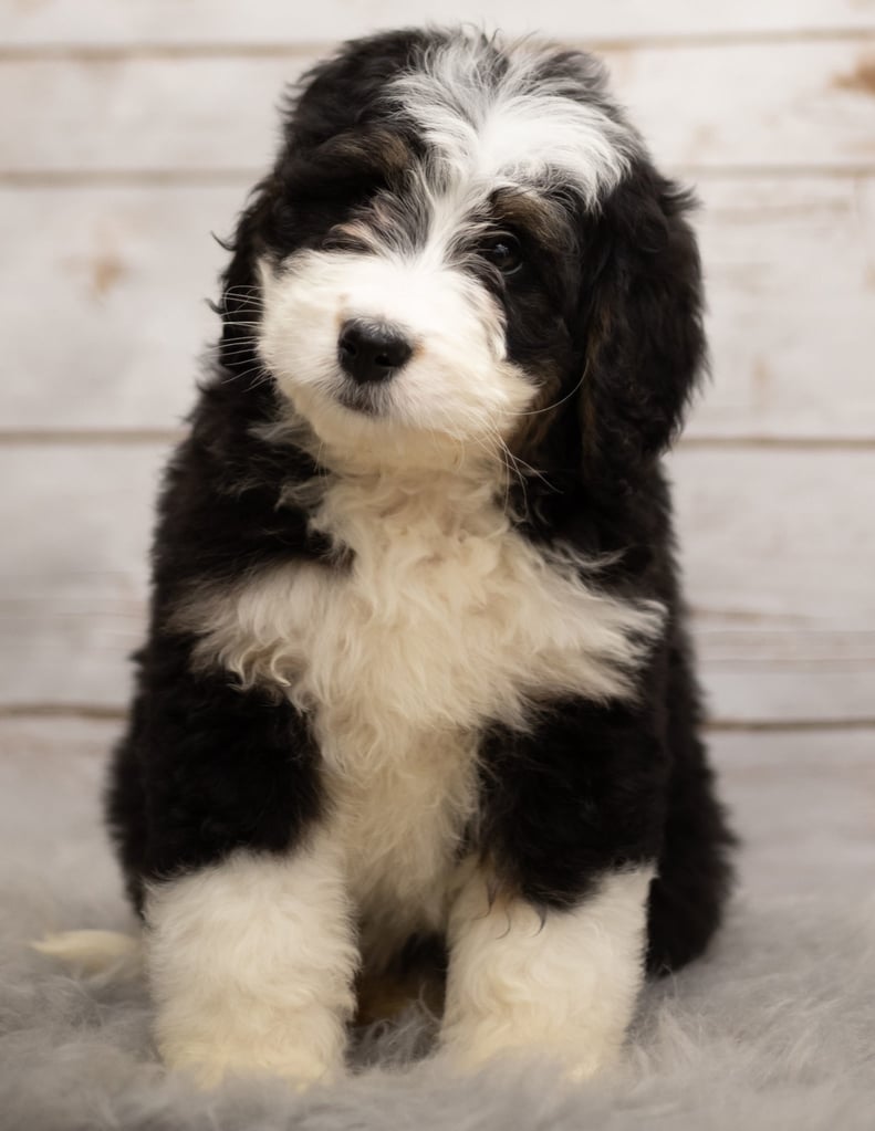 Izzy came from Kiaya and Bentley's litter of F1 Bernedoodles