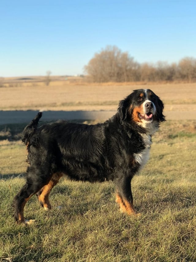 Kiaya is an  Bernese Mountain Dog and a mother here at Poodles 2 Doodles - Best Sheepadoodle and Goldendoodle Breeder in Iowa