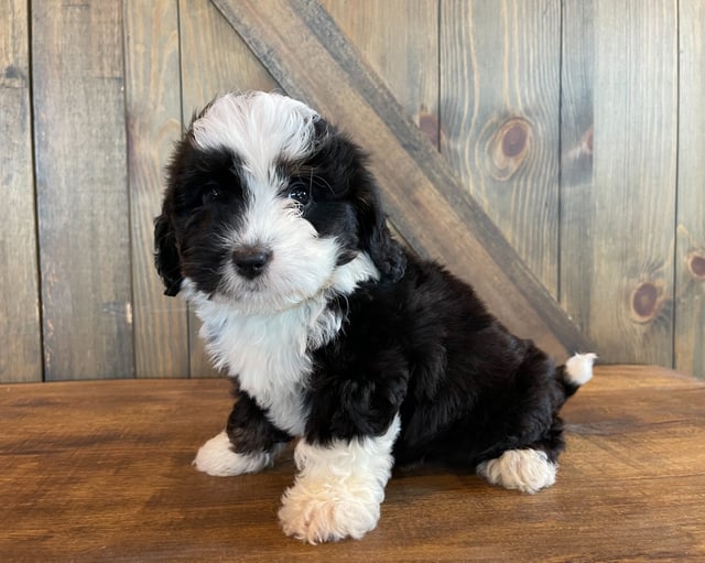 Albert is an F1 Bernedoodle for sale in Iowa.