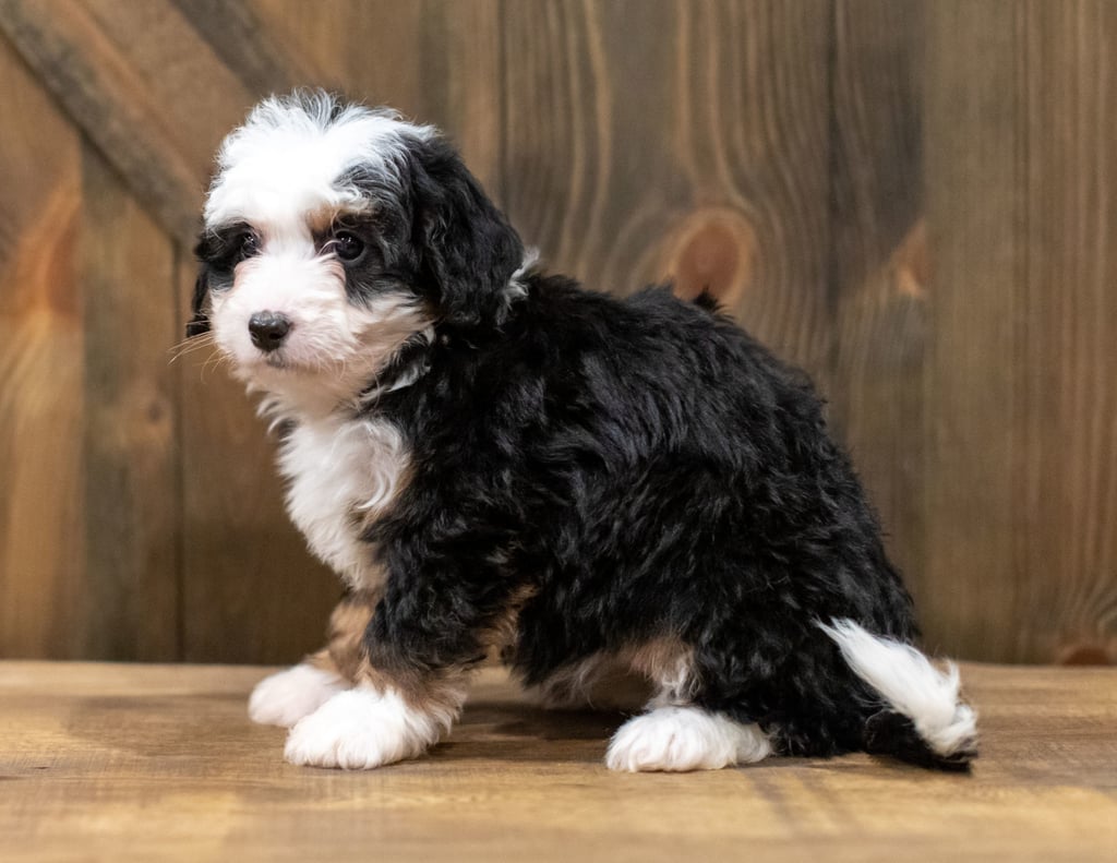 Qudira is an F1 Bernedoodle that should have  and is currently living in Iowa