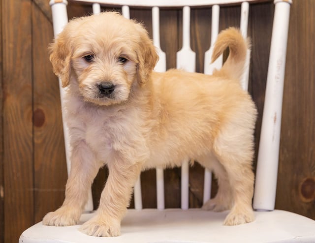 Spud is an F1 Goldendoodle that should have  and is currently living in Minnesota