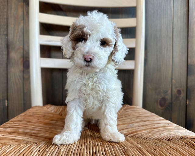 Compare and contrast Goldendoodles with other doodle types on our breed comparison page