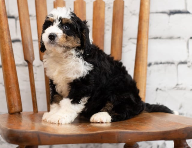 Palla is an F1 Bernedoodle for sale in Iowa.