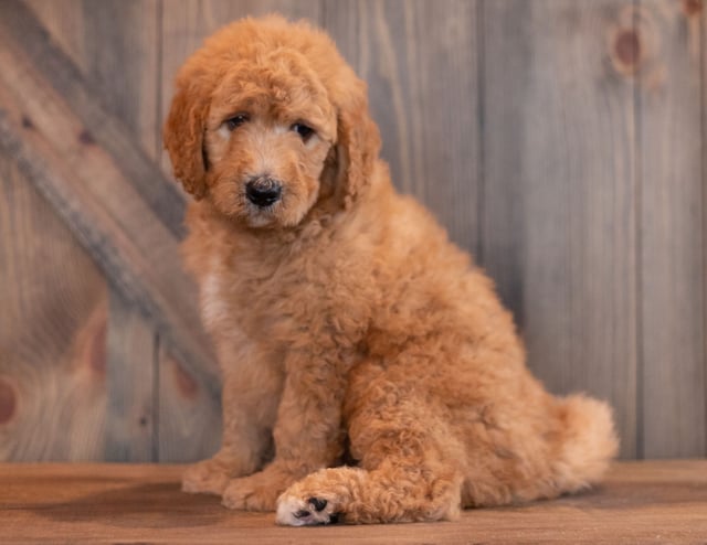 Axel is an   that should have  and is currently living in Nebraska