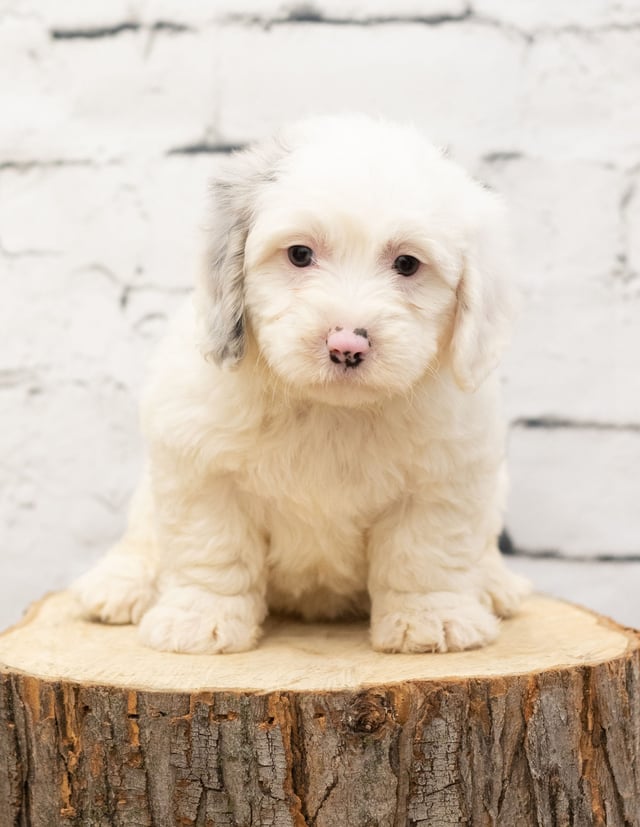 A picture of a Telly, one of our Mini Sheepadoodles puppies that went to their home in New Jersey