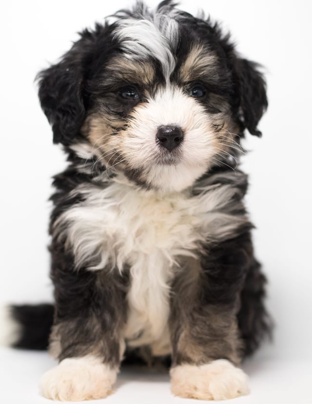Another great picture of Fritz, a Bernedoodles puppy