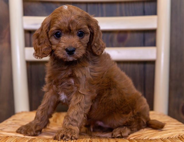 Umar is an F1 Cavapoo that should have  and is currently living in South Dakota