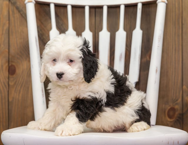 Andia came from Percy and Grimm's litter of F1 Bernedoodles