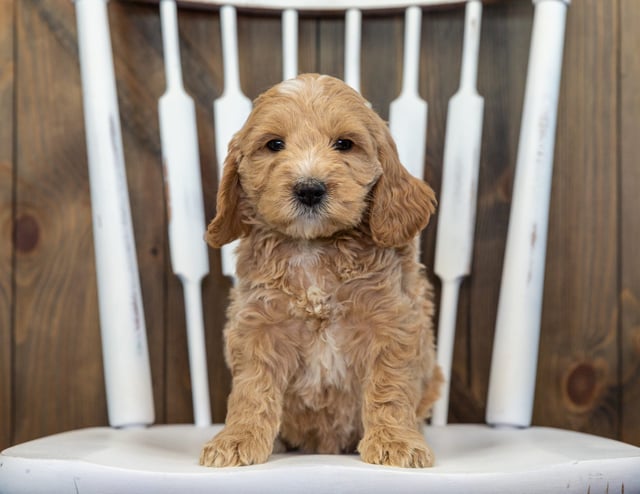 Bubba is an F1 Goldendoodle for sale in Iowa.