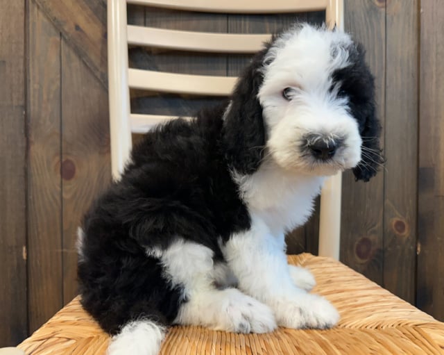 Kevin is an F1 Sheepadoodle that should have  and is currently living in Illinois 