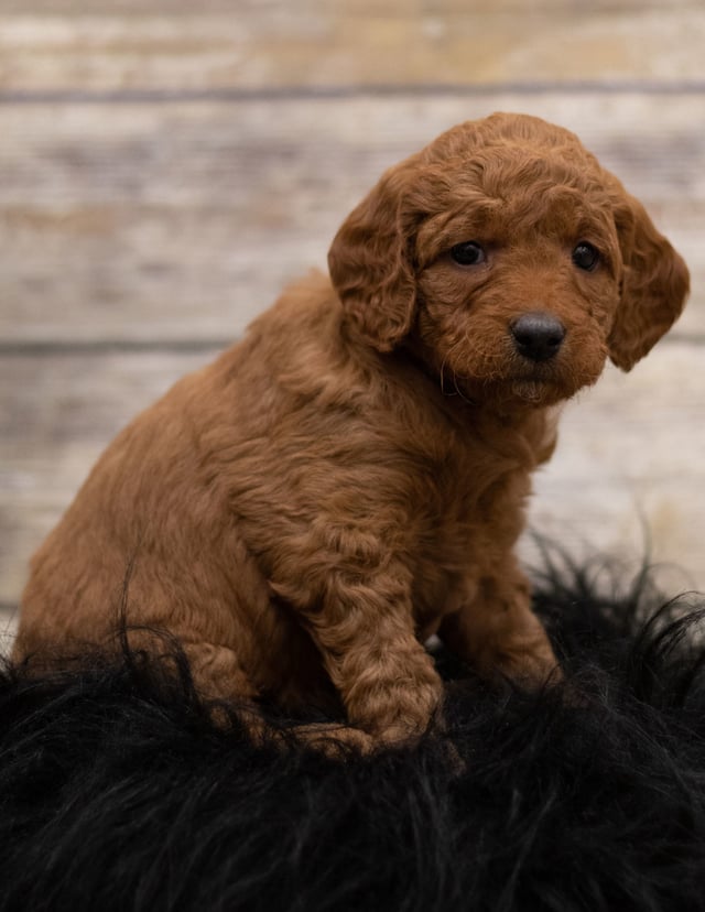 Another great picture of Hula, a Goldendoodles puppy