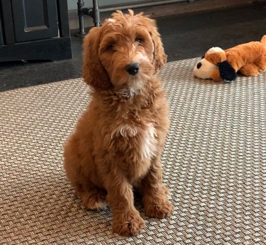 A picture of a Ian, one of our Mini Irish Doodles puppies that went to their home in Missouri