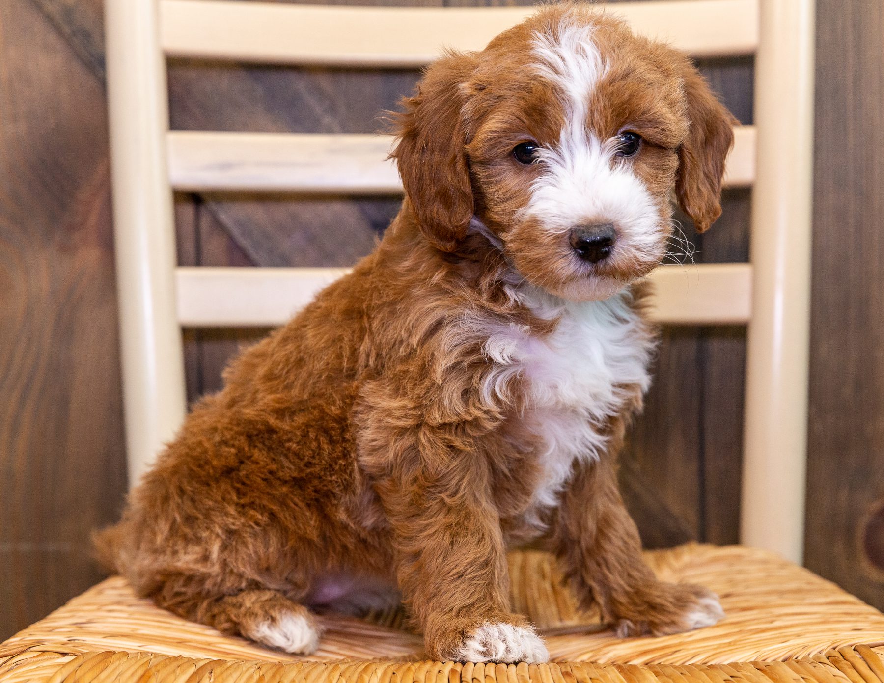 A litter of Mini Goldendoodles raised in Iowa by Poodles 2 Doodles