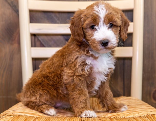 A picture of a Kate, one of our Mini Goldendoodles puppies that went to their home in Oregon