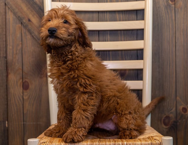 Howler is an F1 Goldendoodle that should have  and is currently living in South Dakota