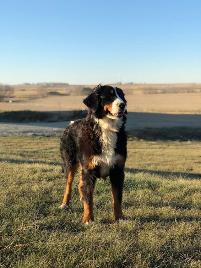 A picture of one of our Bernese Mountain Dog mother's, Willow.