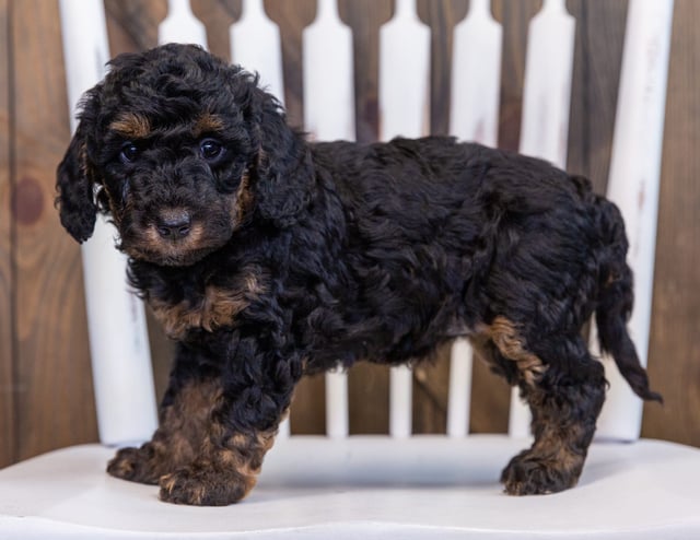 Fairy is an F1BB Bernedoodle that should have  and is currently living in Illinois