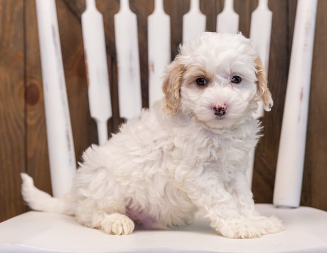 A picture of a Warren, one of our Mini Sheepadoodles puppies that went to their home in Iowa