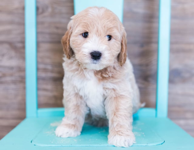 A picture of a Oakleigh, one of our Mini Goldendoodles puppies that went to their home in Nebraska