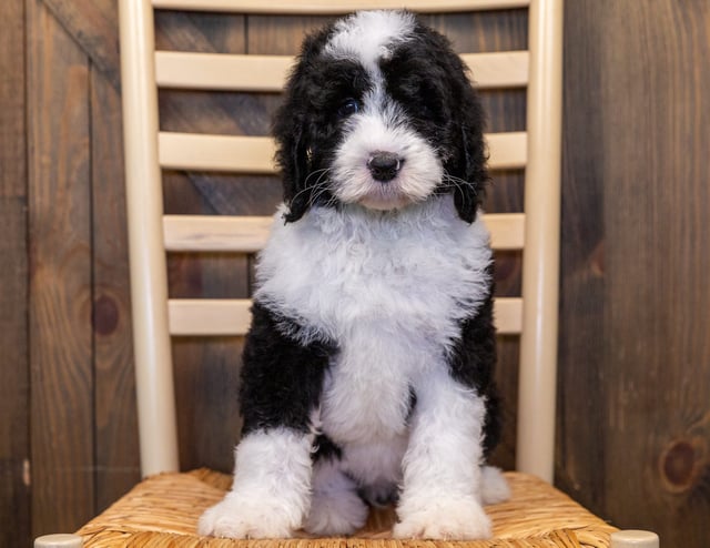 Izzy is an F1 Sheepadoodle that should have  and is currently living in Oregon