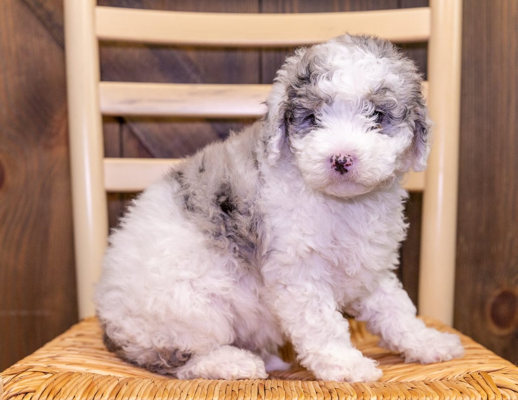 A picture of a Flynn, one of our Petite Sheepadoodles puppies that went to their home in California