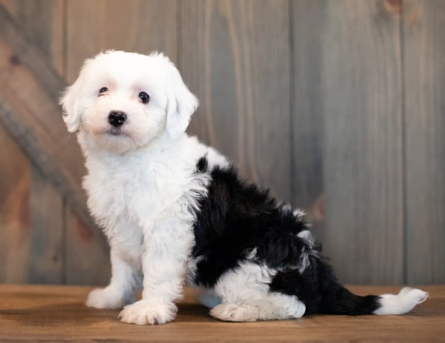 A picture of a Uki, one of our Mini Sheepadoodles puppies that went to their home in Texas