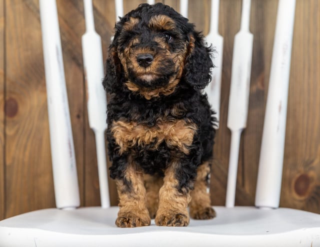 A picture of a Tiny, one of our Mini Bernedoodles puppies that went to their home in South Dakota