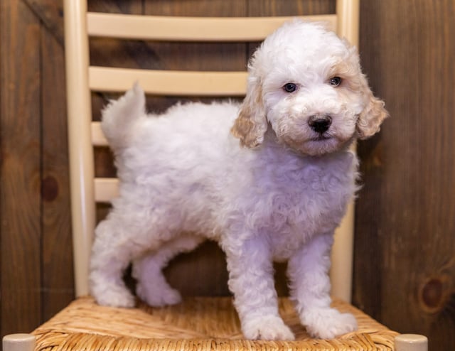 A picture of a Vito, a gorgeous Standard Sheepadoodles for sale