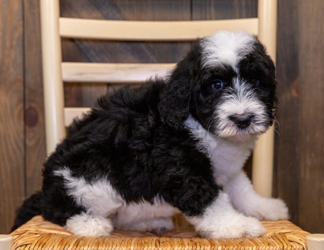 A picture of a Ivory, one of our Standard Sheepadoodles puppies that went to their home in Illinois