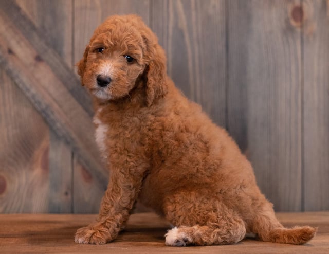 A picture of a Aggy, one of our  s puppies that went to their home in New Hamshire